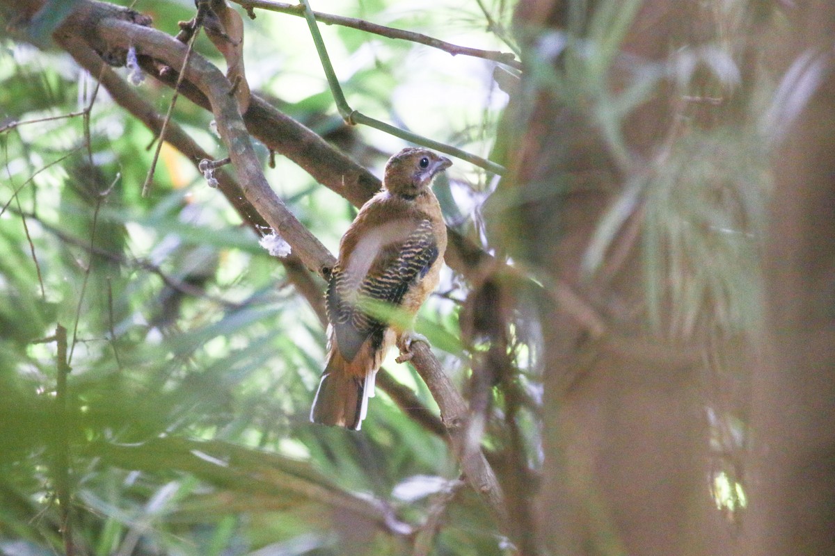 Philippine Trogon - ML61351461