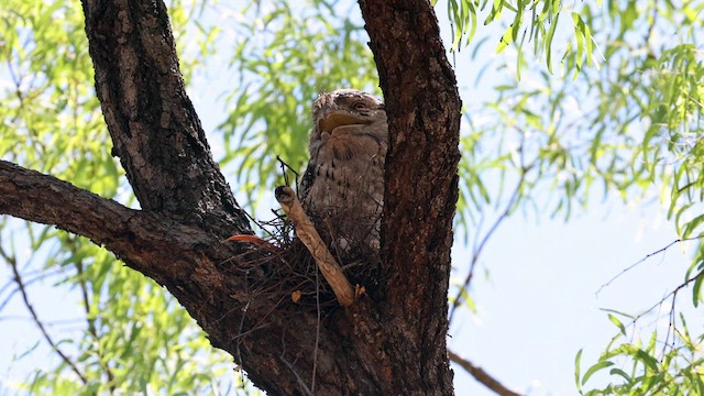 Tawny Frogmouth - ML613514616