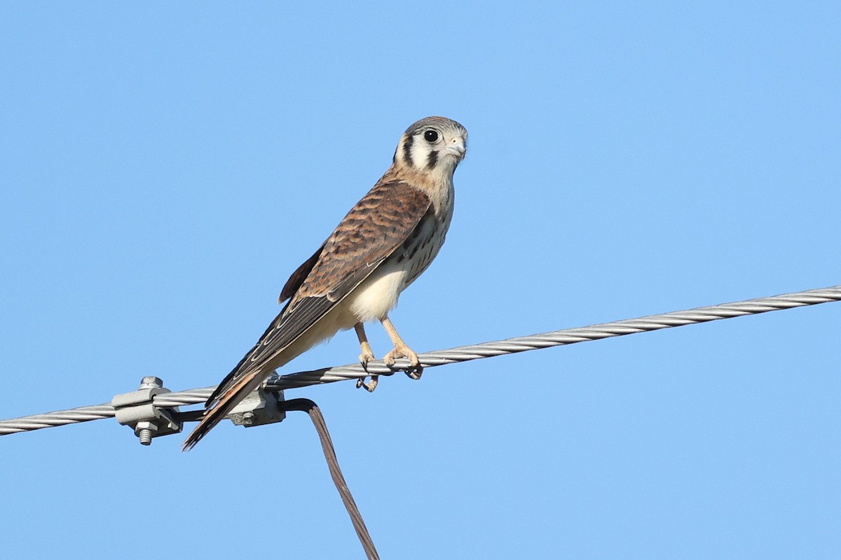 American Kestrel - ML613514625