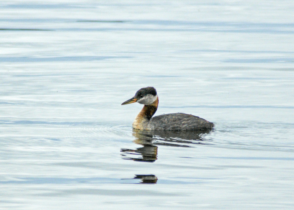 Red-necked Grebe - ML613514661