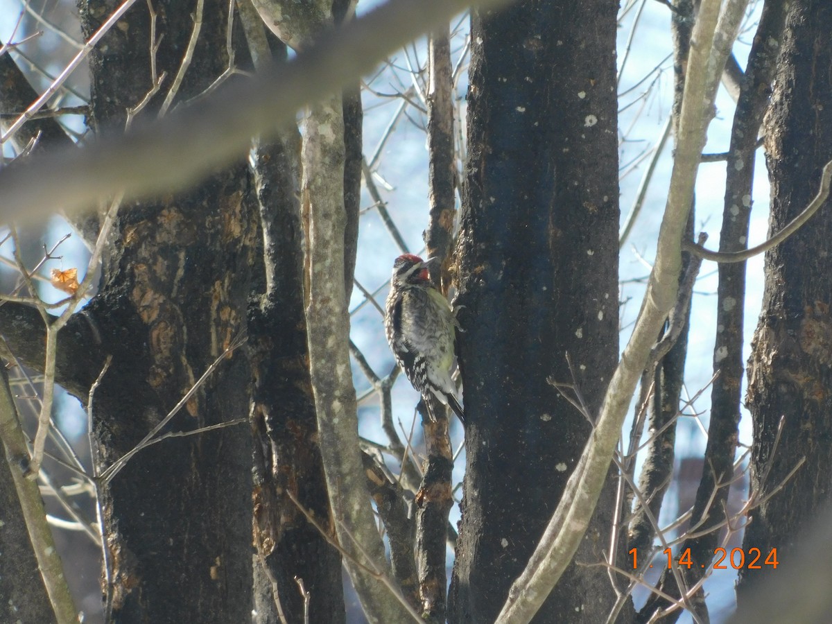 Yellow-bellied Sapsucker - ML613514678