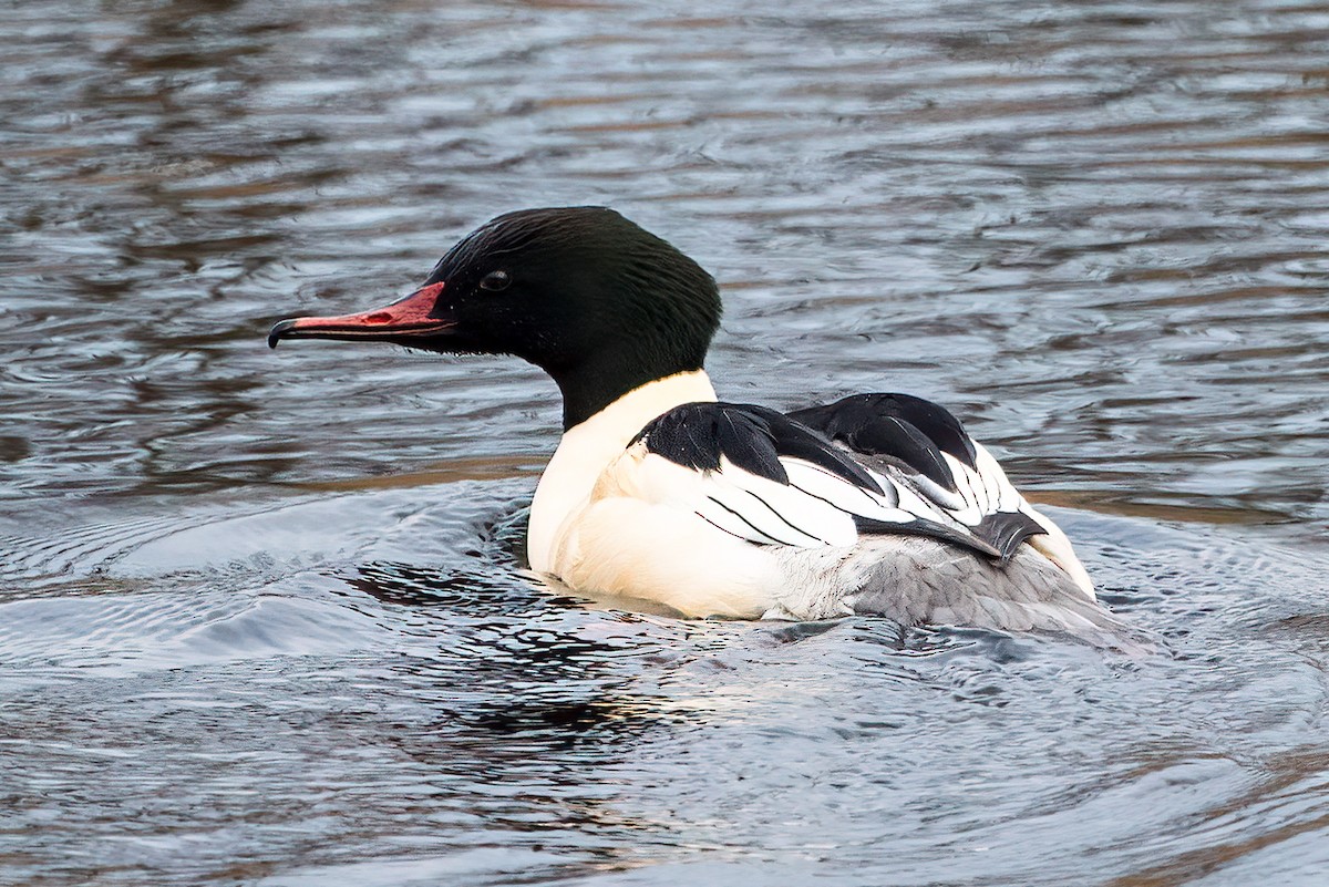 Common Merganser - ML613514694