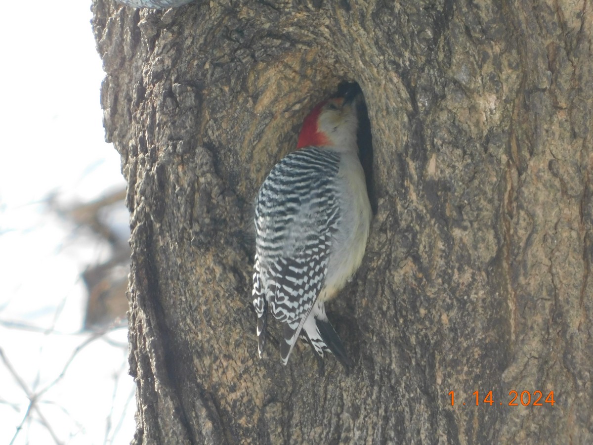 Red-bellied Woodpecker - ML613514697