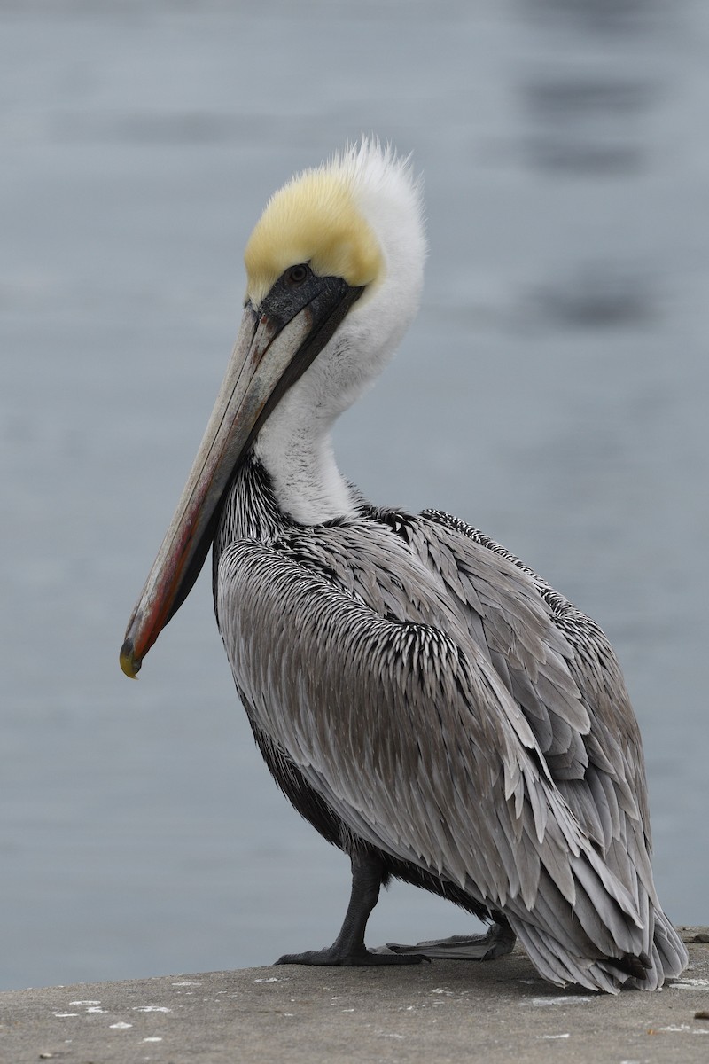 Brown Pelican - ML613514704