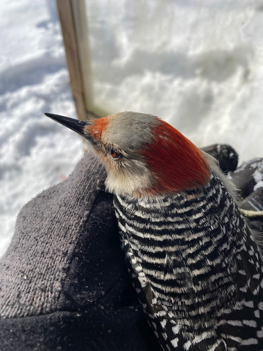 Red-bellied Woodpecker - ML613514728