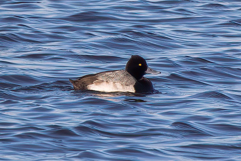 Lesser Scaup - ML613514733