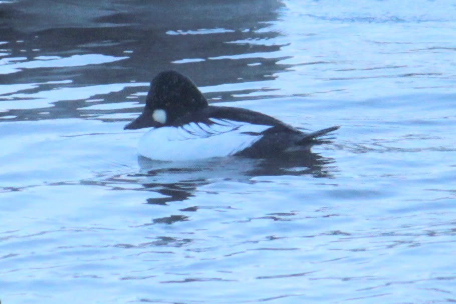 Common Goldeneye - ML613514764