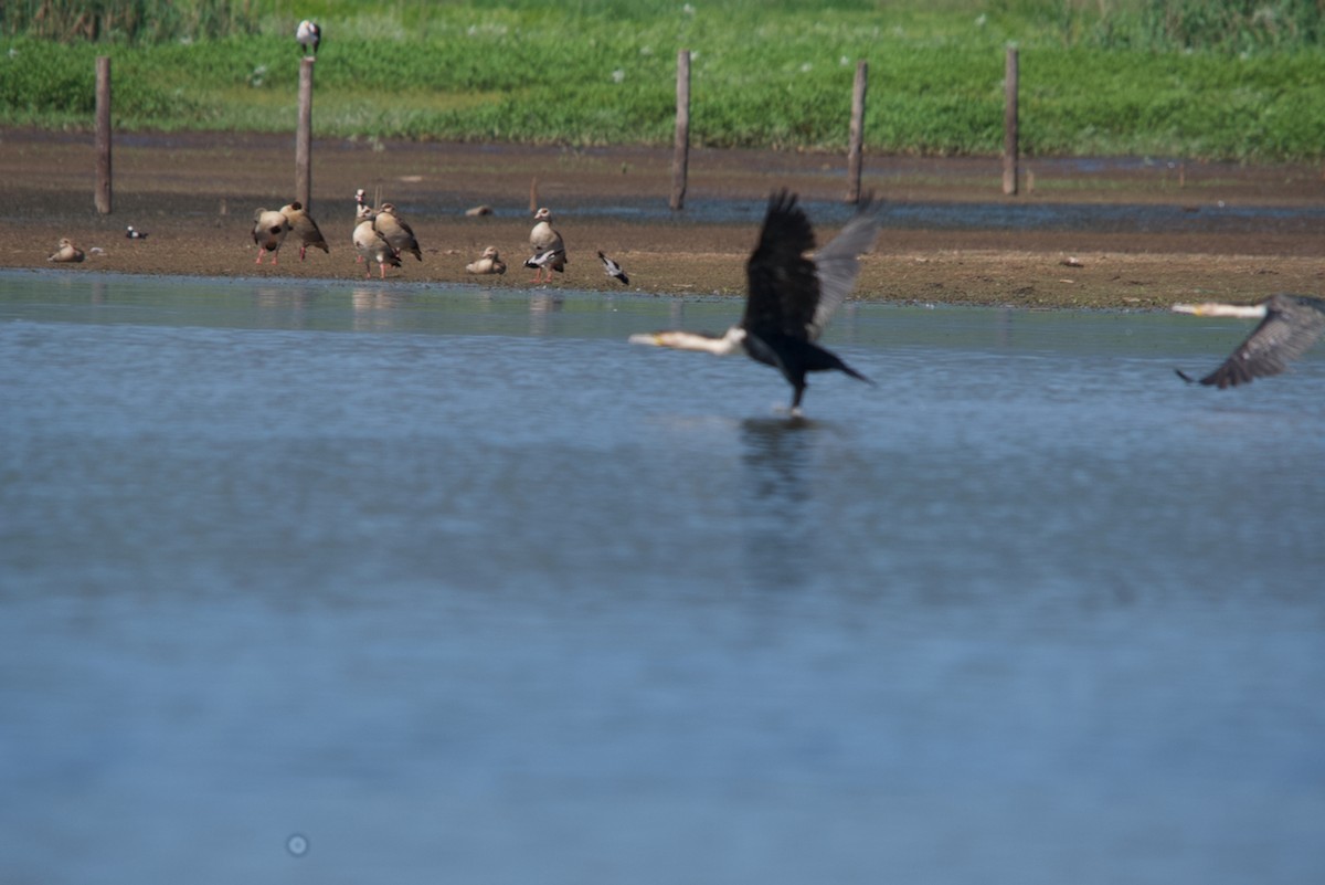 Great Cormorant - ML613514778