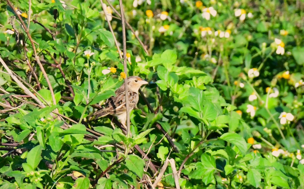 Grasshopper Sparrow - ML613514785