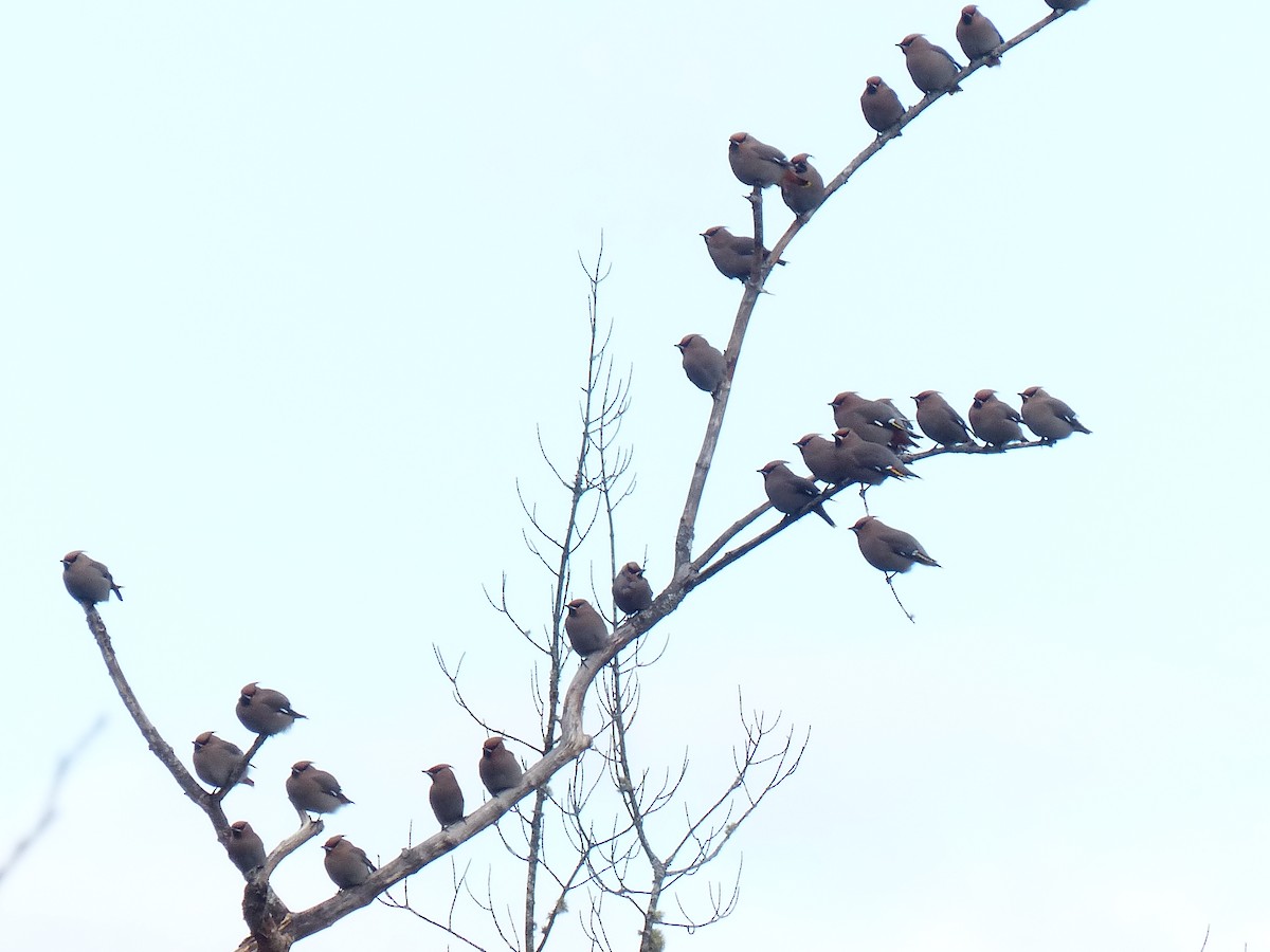 Bohemian Waxwing - ML613514829