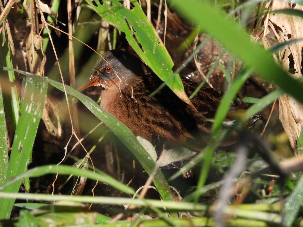 Virginia Rail - ML613514835
