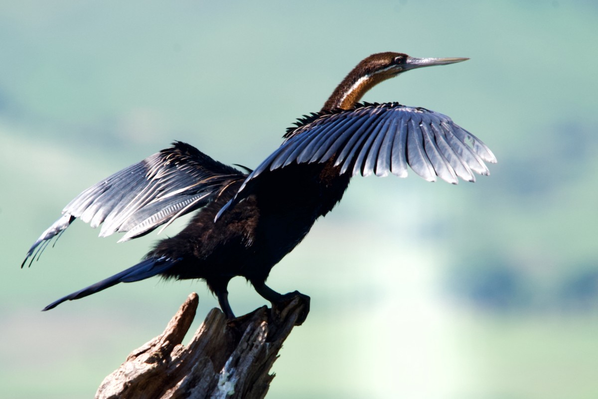 African Darter - ML613514846