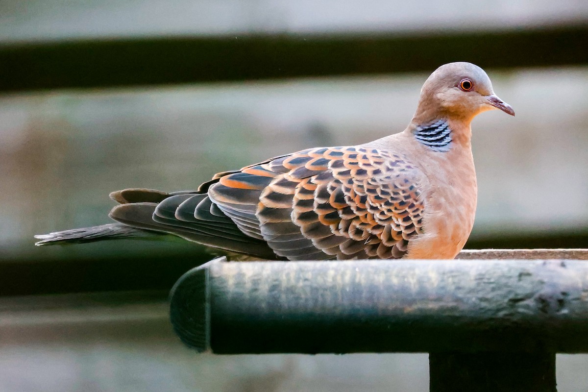 Oriental Turtle-Dove - Sam Reitsma