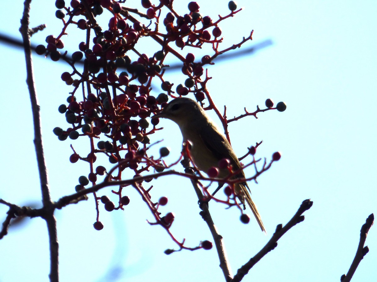 Western Warbling Vireo - ML613515092