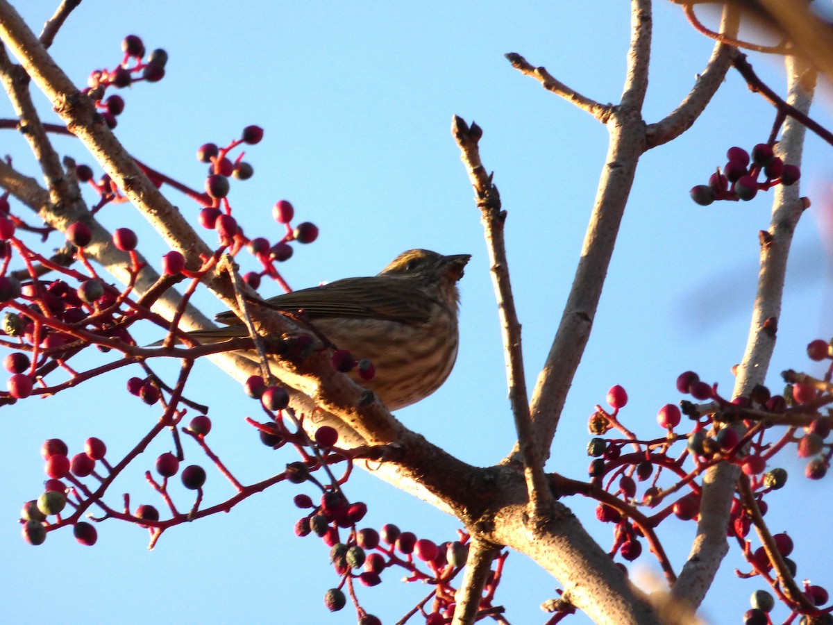 Purple Finch - Michael San Miguel