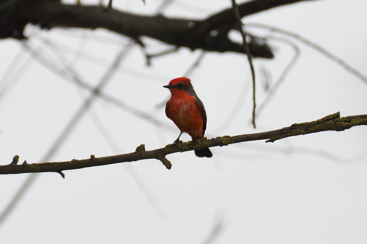 Vermilion Flycatcher - ML613515108