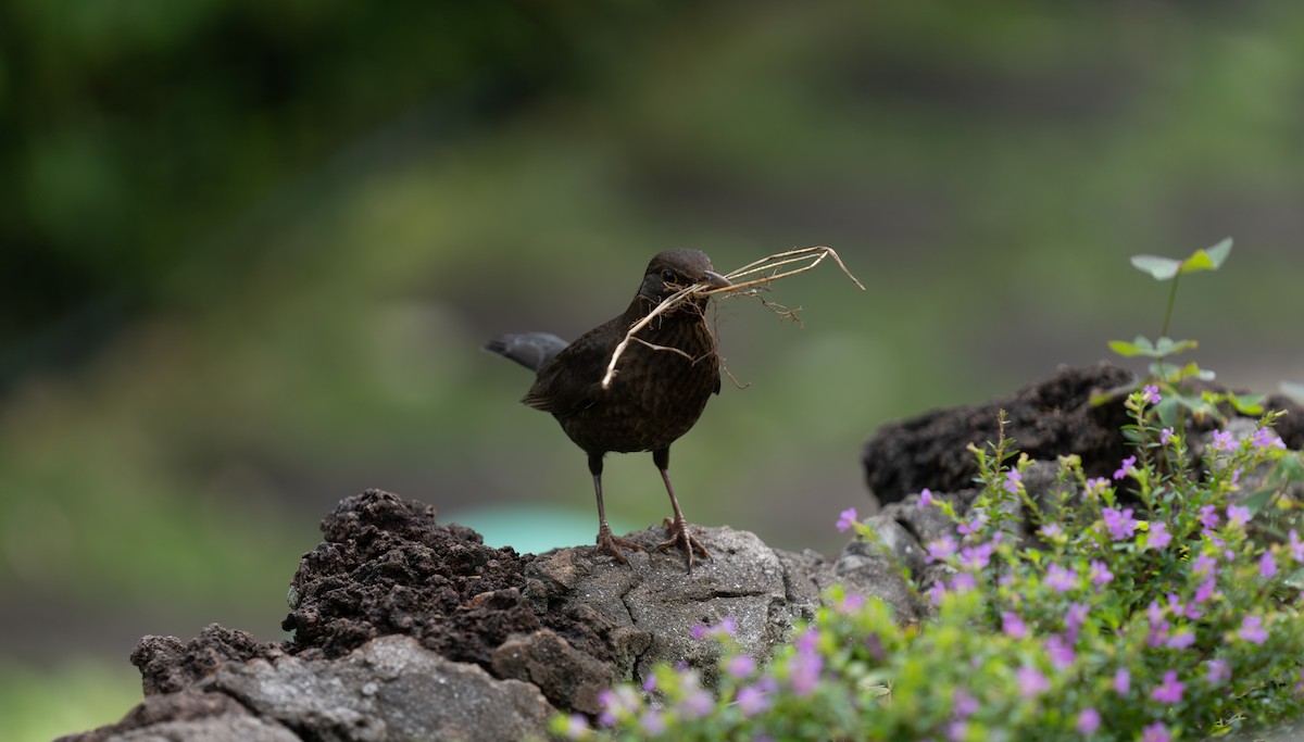 Eurasian Blackbird - ML613515115