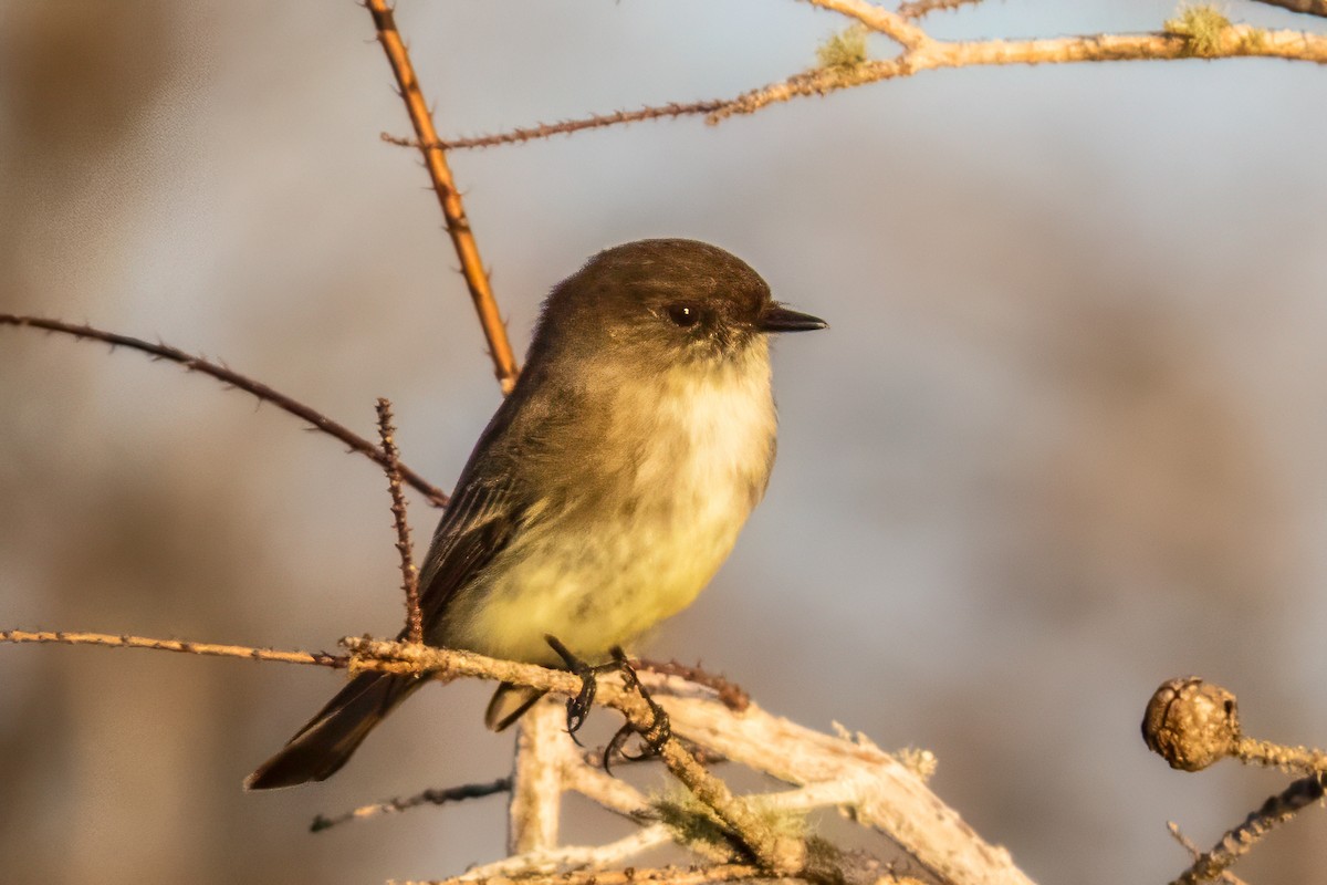 Eastern Phoebe - graichen & recer