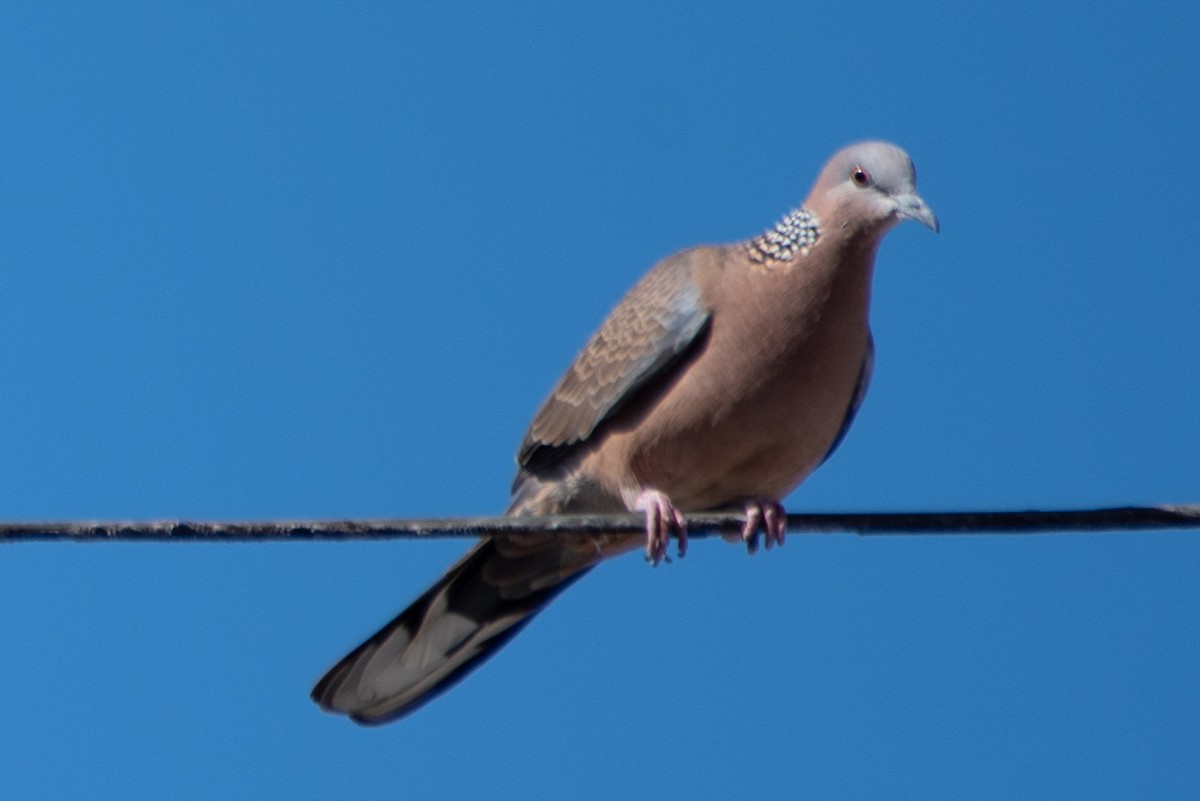 Spotted Dove - ML613515134