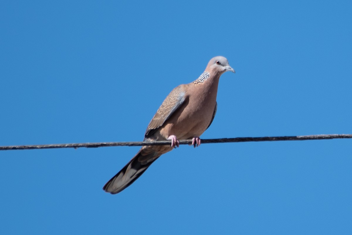 Spotted Dove - ML613515135