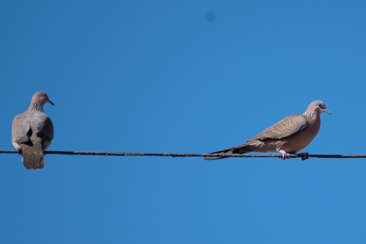 Spotted Dove - ML613515136