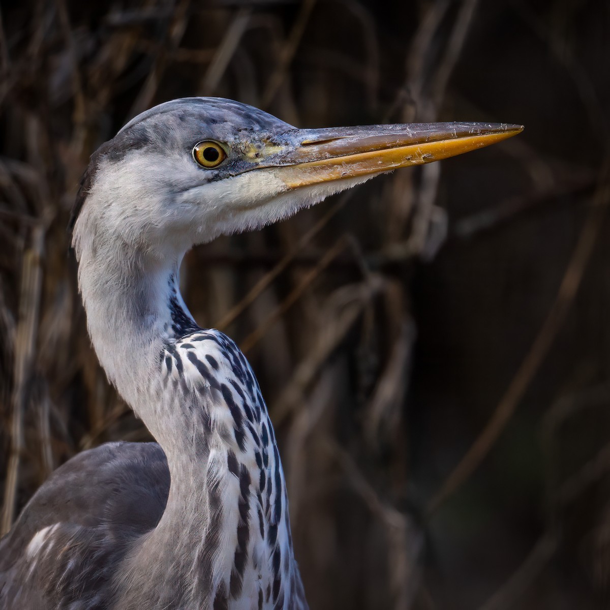 Gray Heron - ML613515227