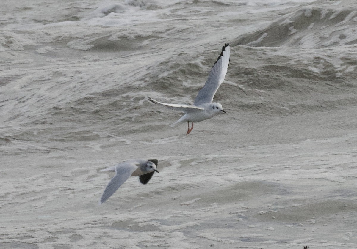 Little Gull - ML613515243