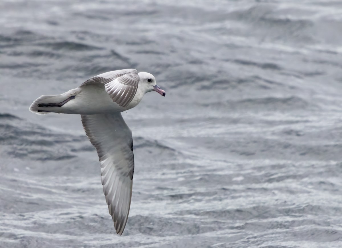 Fulmar Austral - ML613515444