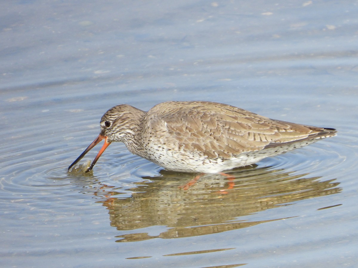 Common Redshank - ML613515473