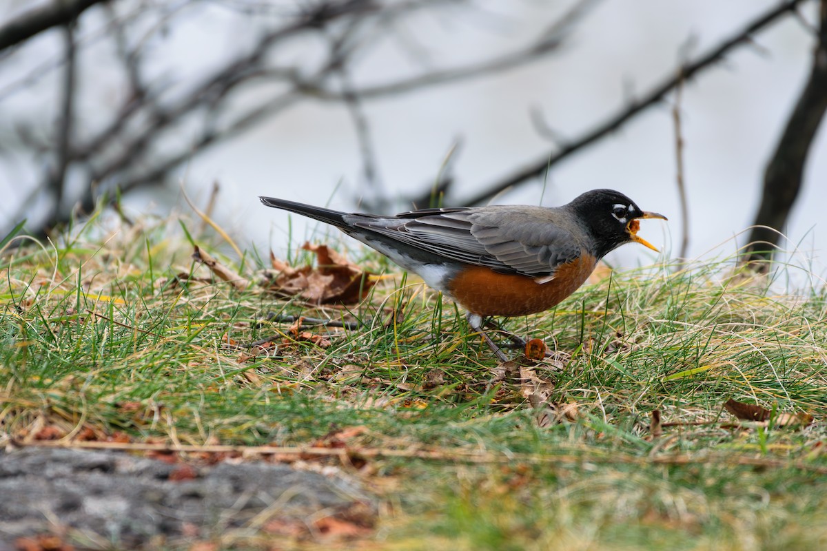 American Robin - ML613515515