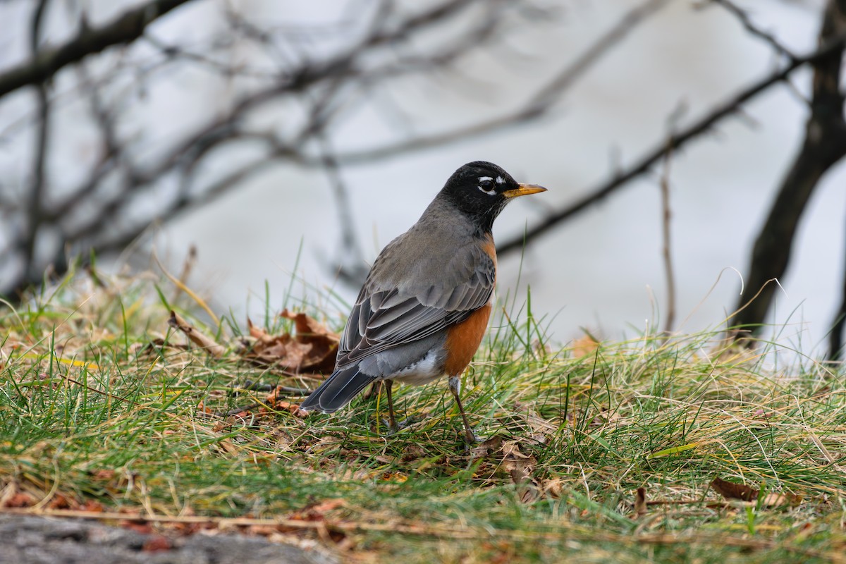 American Robin - ML613515516