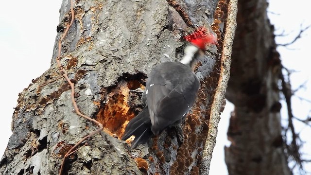 Pileated Woodpecker - ML613515518