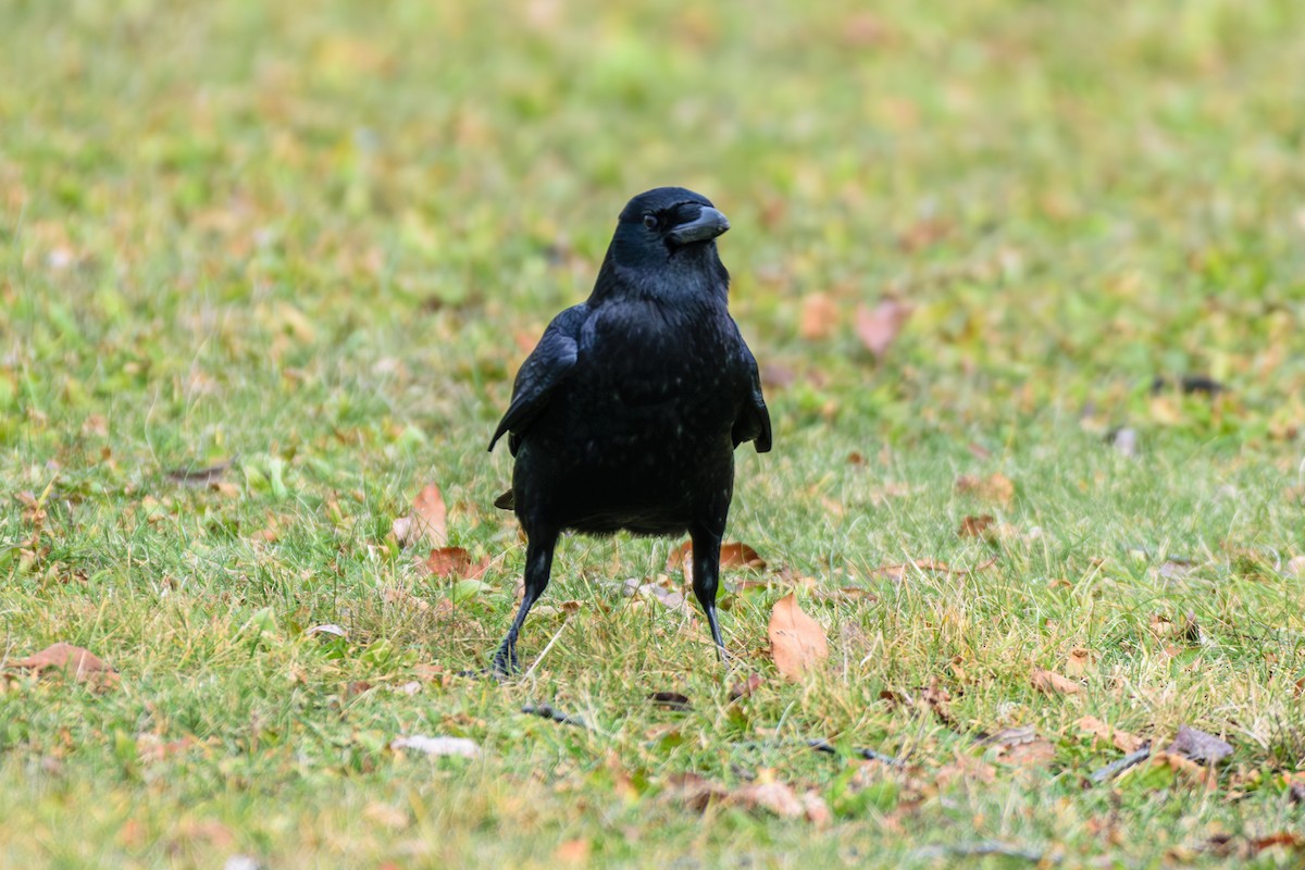 American Crow - ML613515540