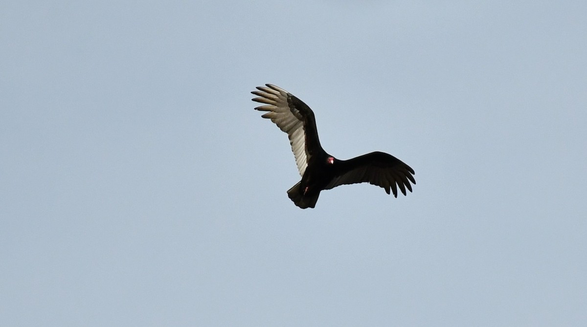 Turkey Vulture - ML613515552