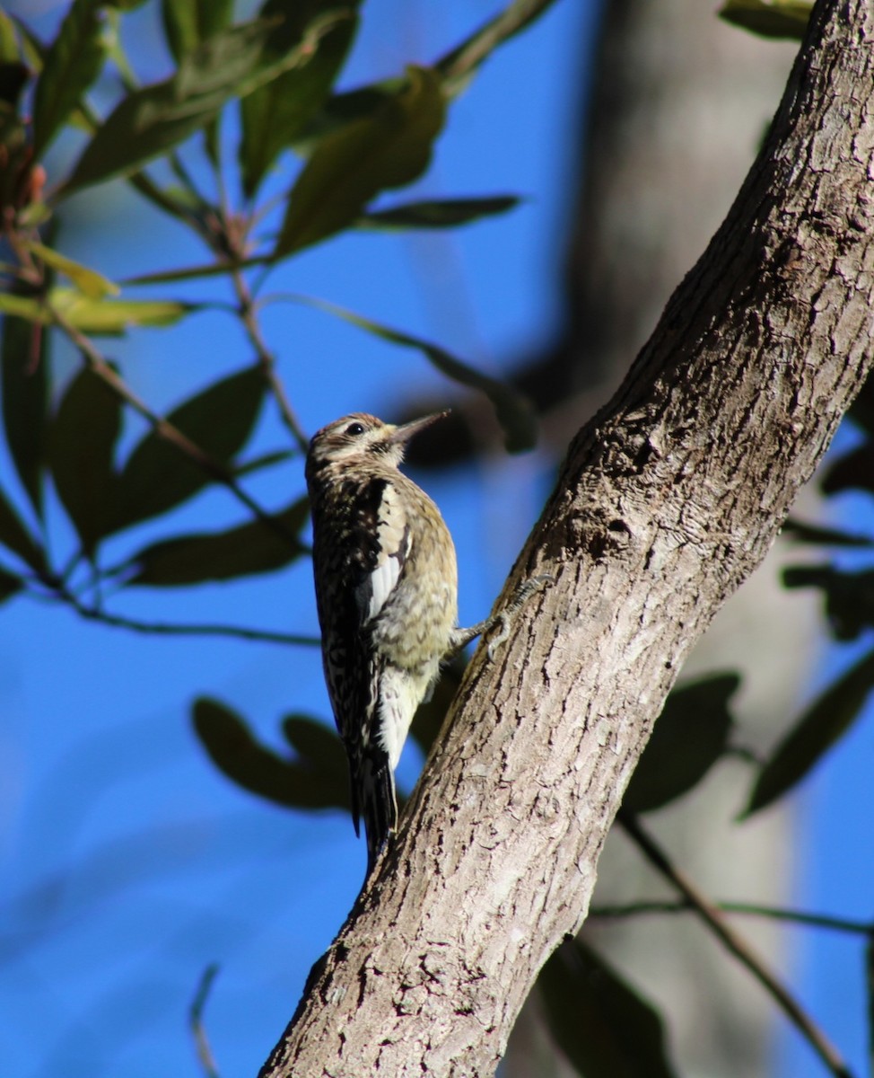 Yellow-bellied Sapsucker - ML613515557