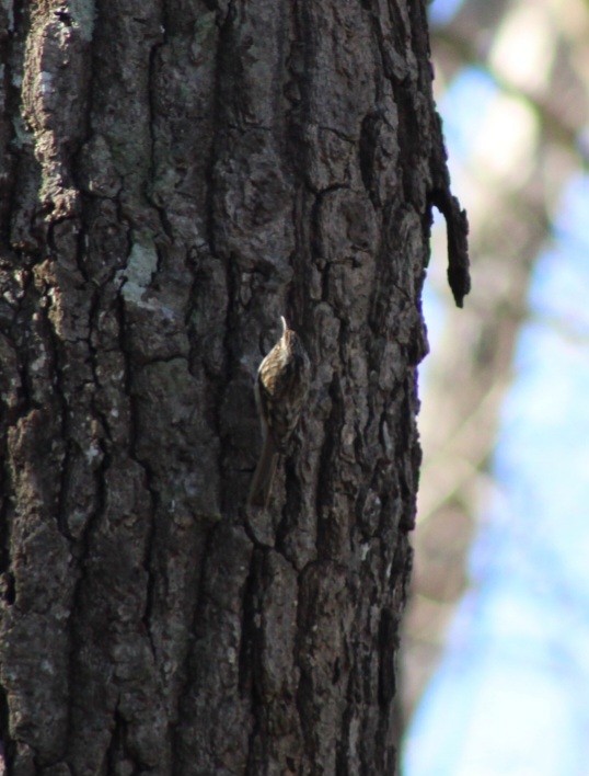 Brown Creeper - ML613515565