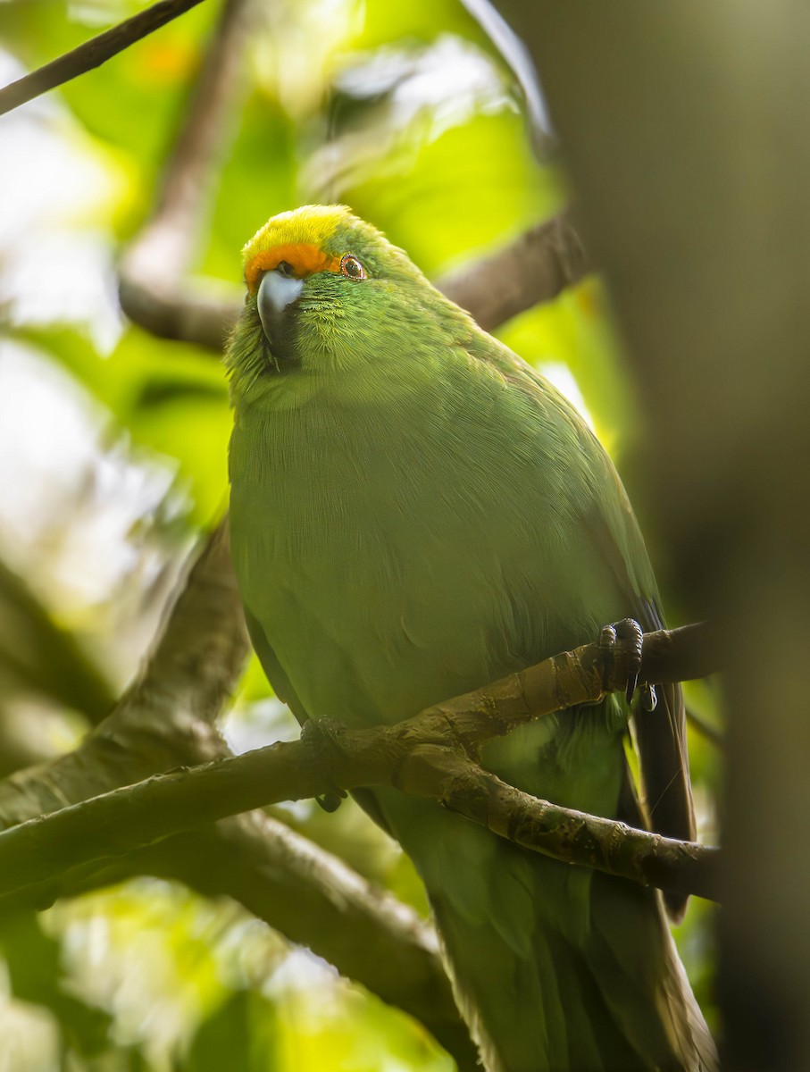 Malherbe's Parakeet - ML613515587