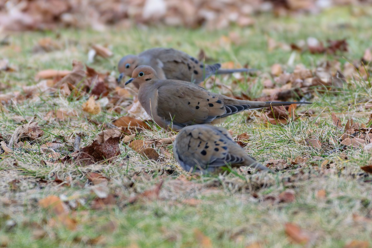 Mourning Dove - ML613515613