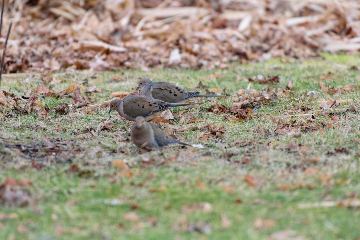 Mourning Dove - ML613515614