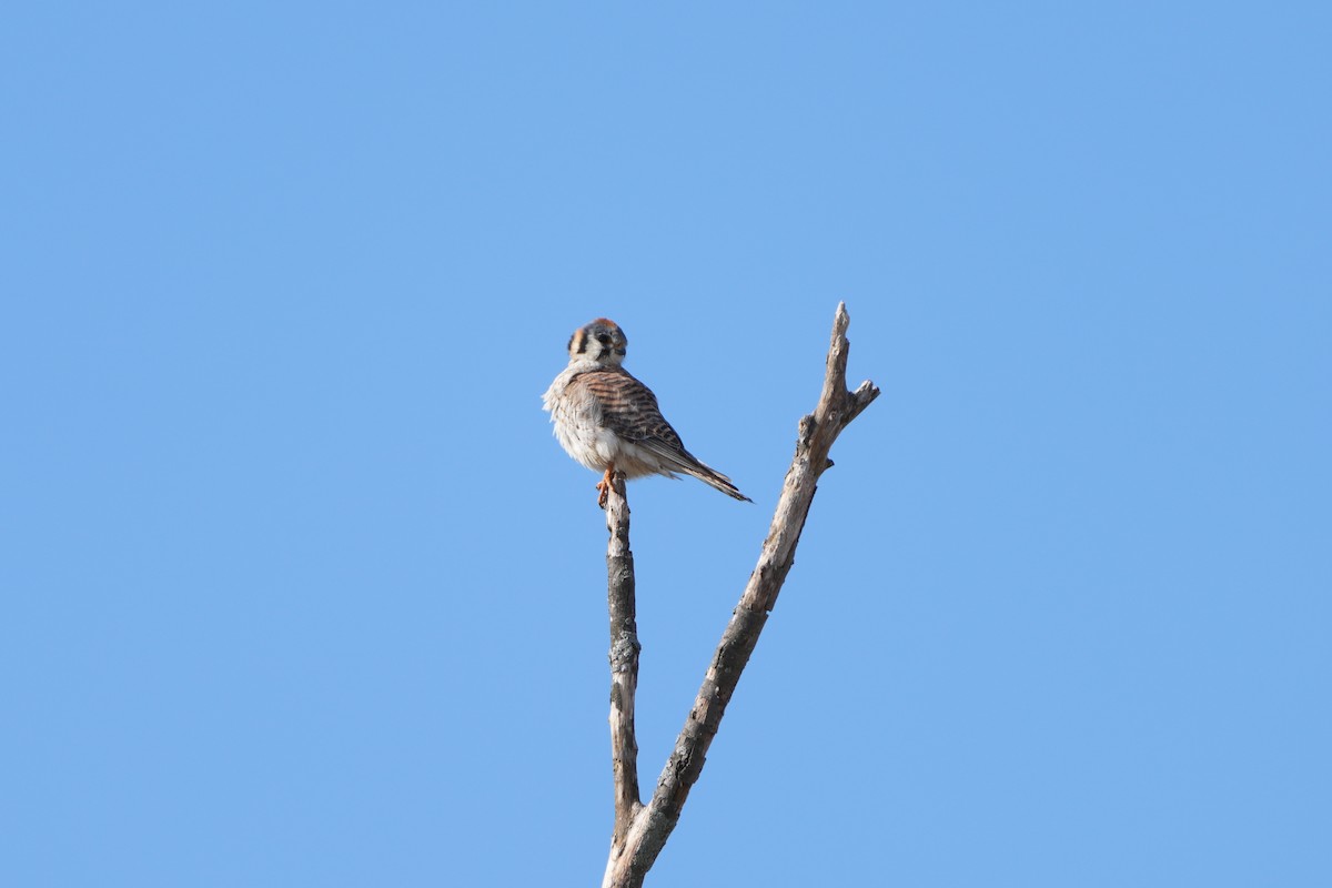 American Kestrel - ML613515637