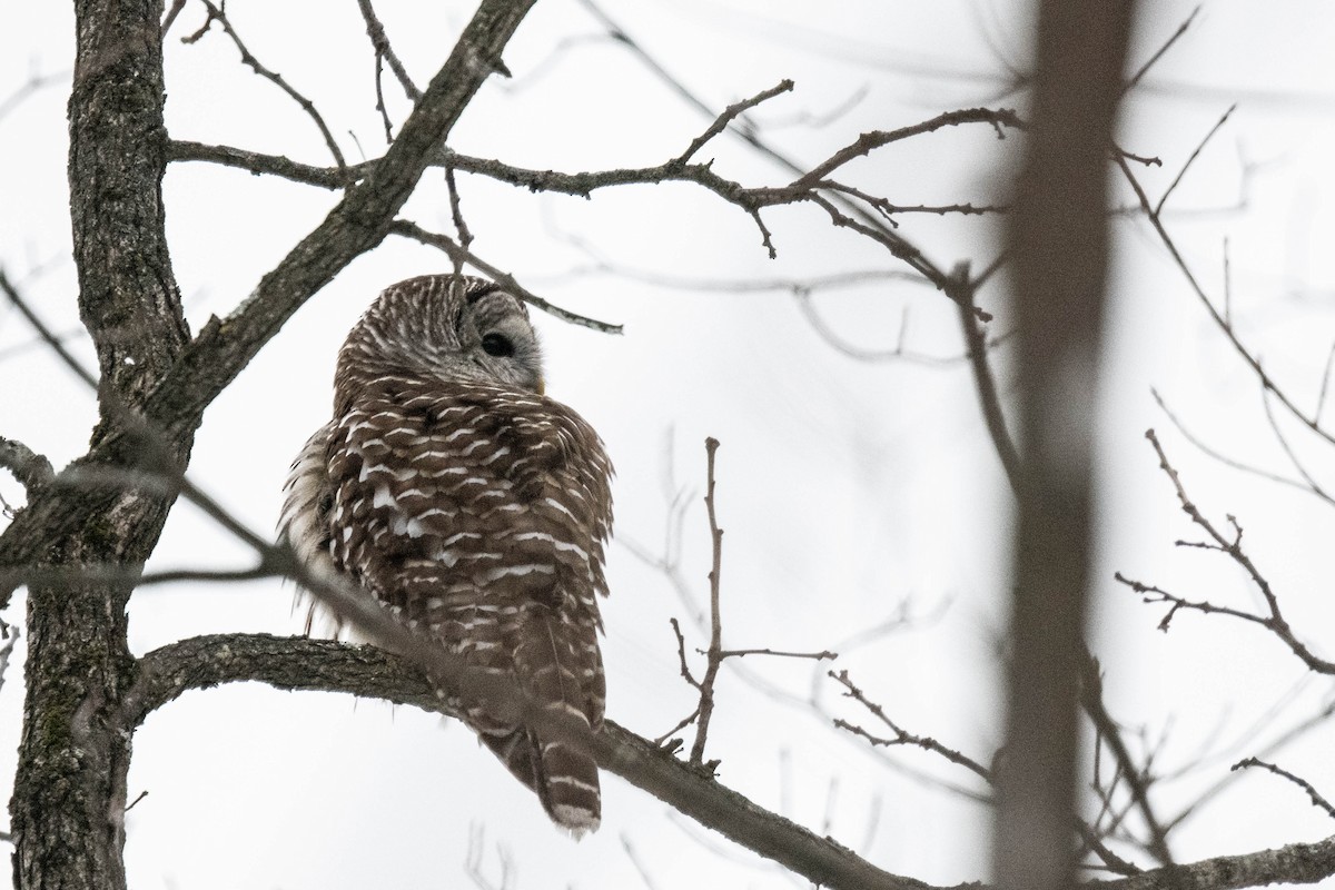 Barred Owl - ML613515641