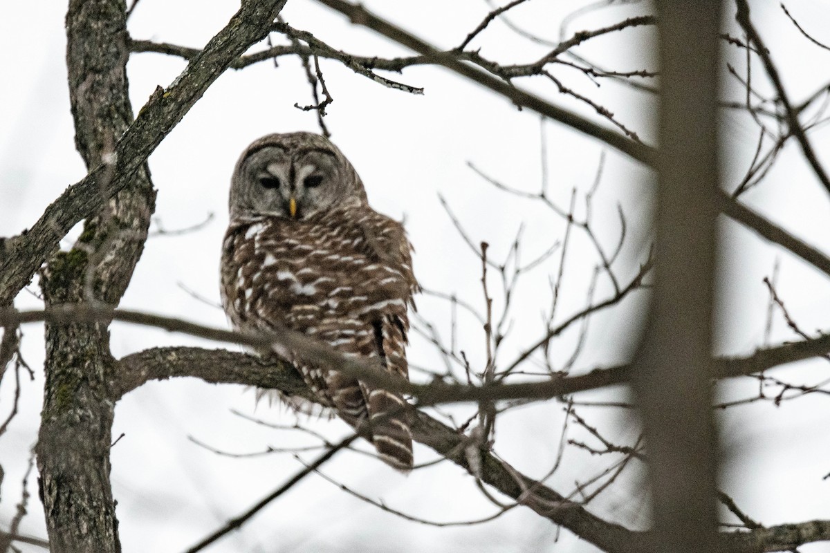 Barred Owl - ML613515644