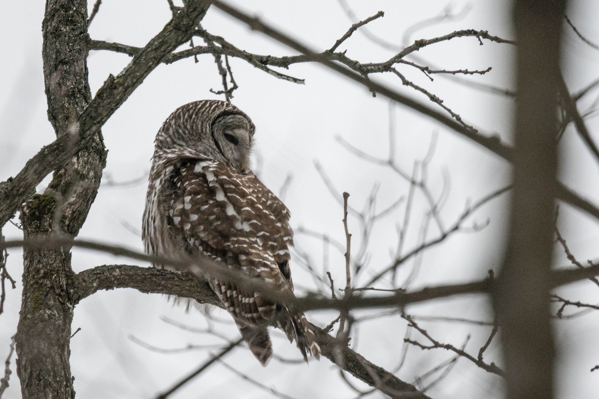 Barred Owl - ML613515645