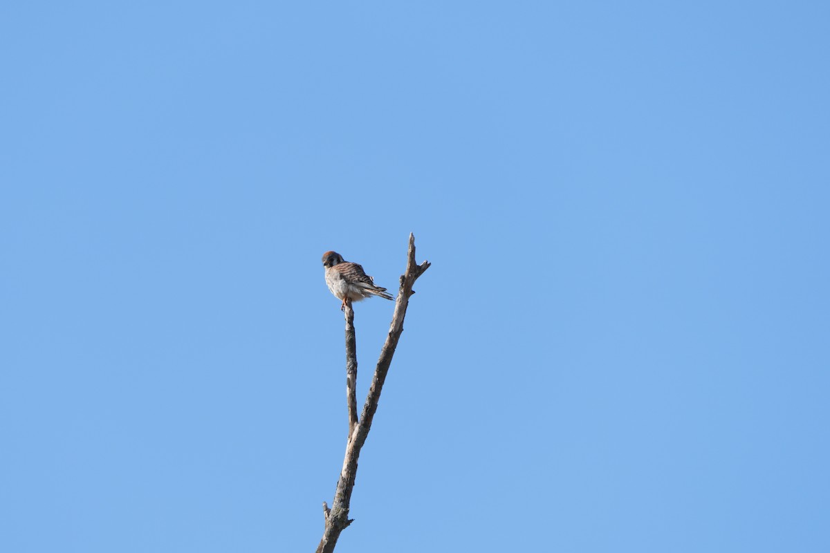 American Kestrel - ML613515650