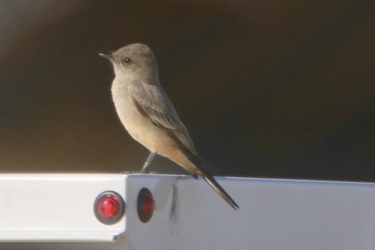 Say's Phoebe - ML613515690