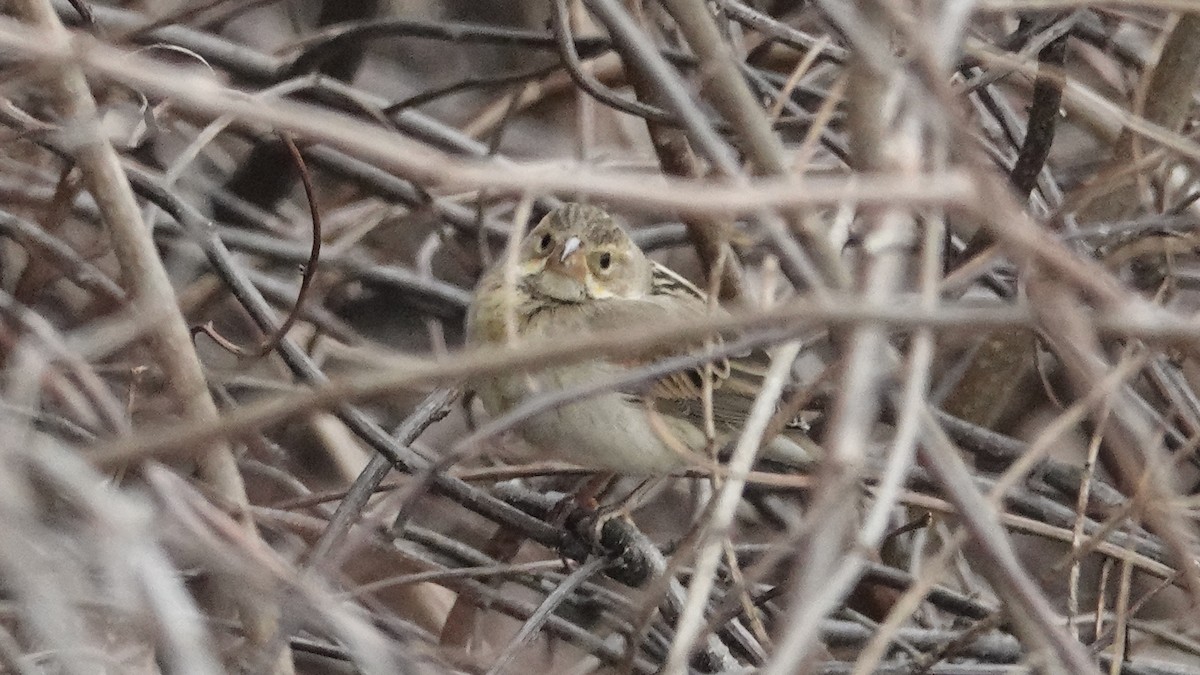 Dickcissel - ML613515716