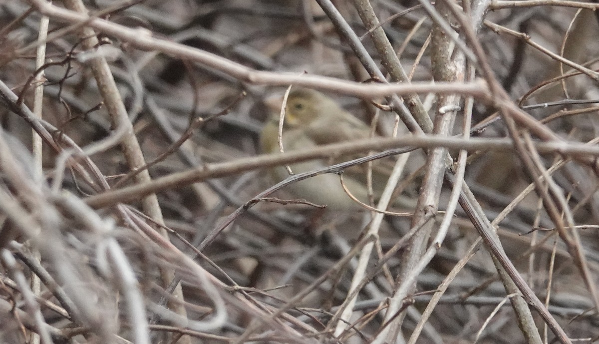 Dickcissel - ML613515717