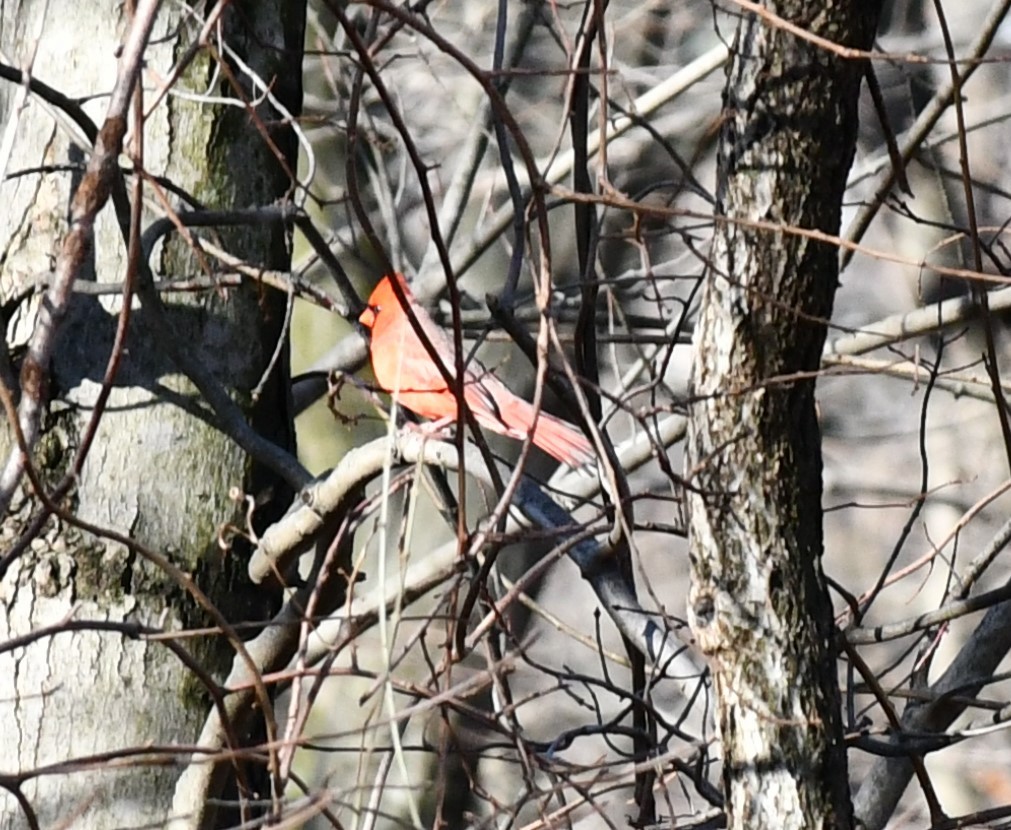 Northern Cardinal - ML613515785