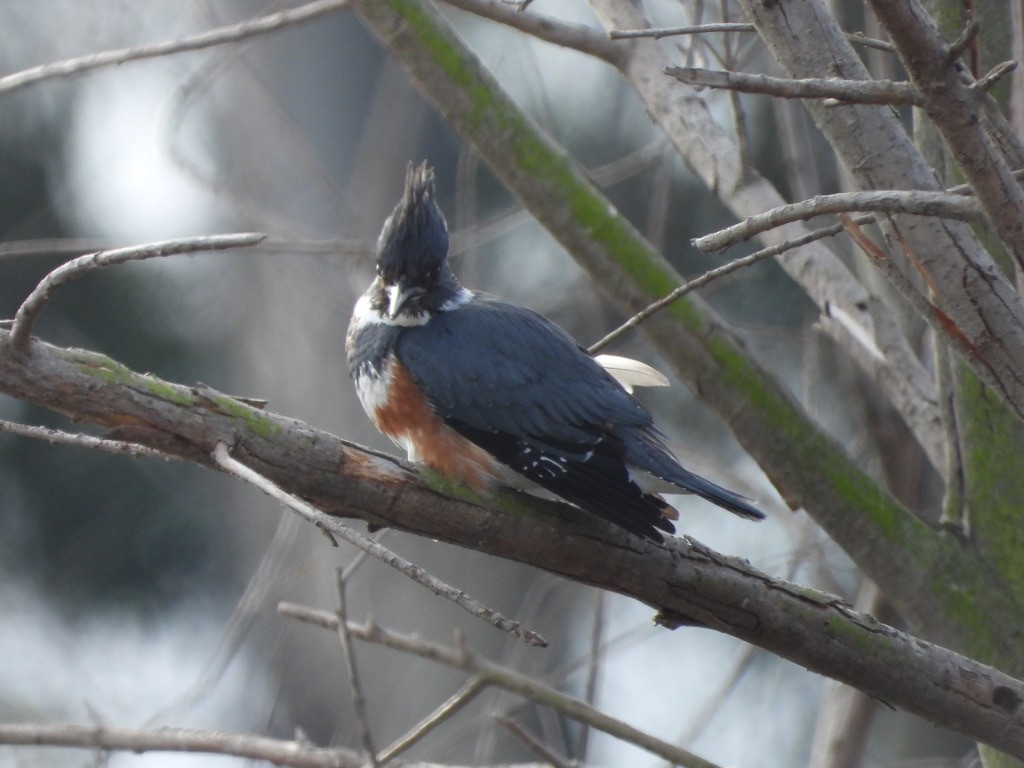 Belted Kingfisher - ML613515804