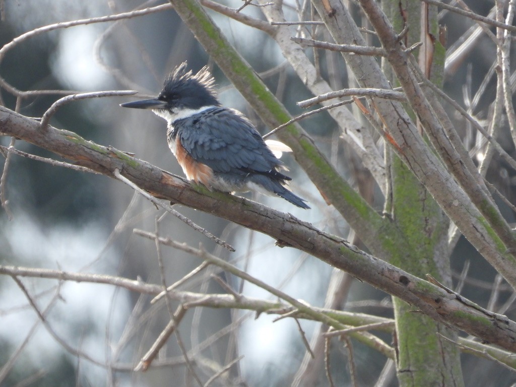 Belted Kingfisher - ML613515805